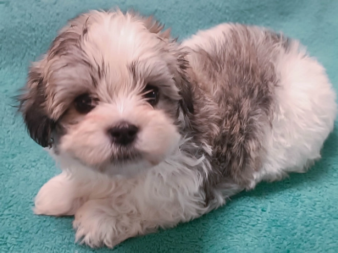Perros Bichón Habanero en venta