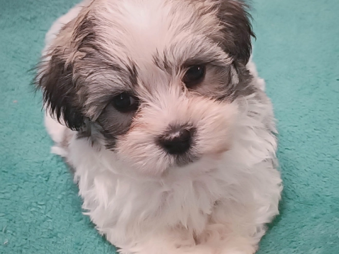 Perros Bichón Habanero en venta