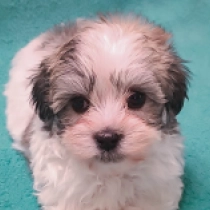 Havanese puppy for sale