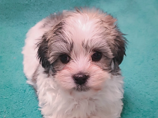 Perros Bichón Habanero en venta