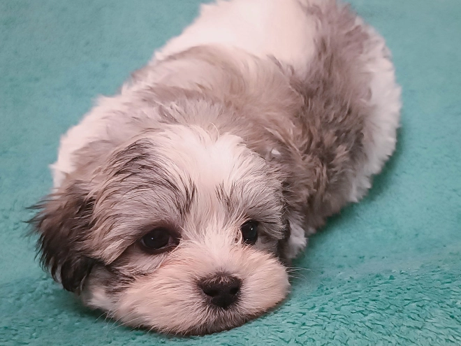 Perros Bichón Habanero en venta