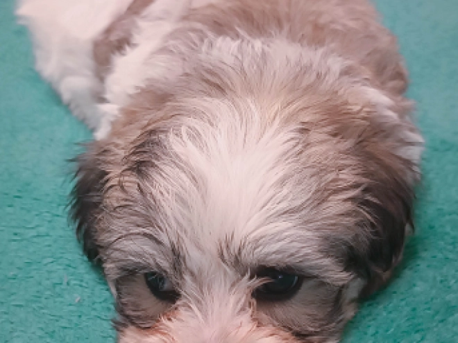 Perros Bichón Habanero en venta