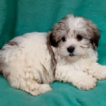 Havanese puppy for sale