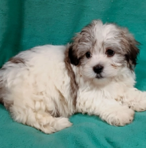 Havanese puppy for sale
