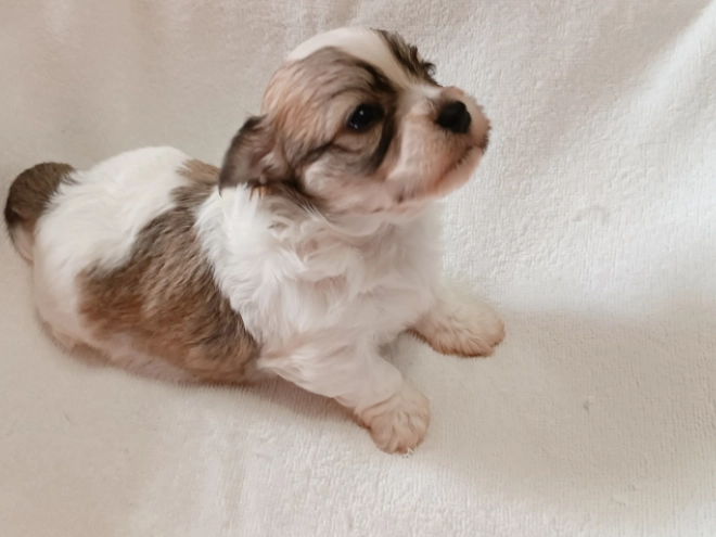 Havanese puppy for sale