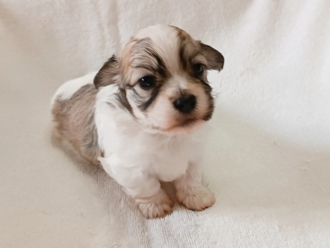 Havanese puppy for sale