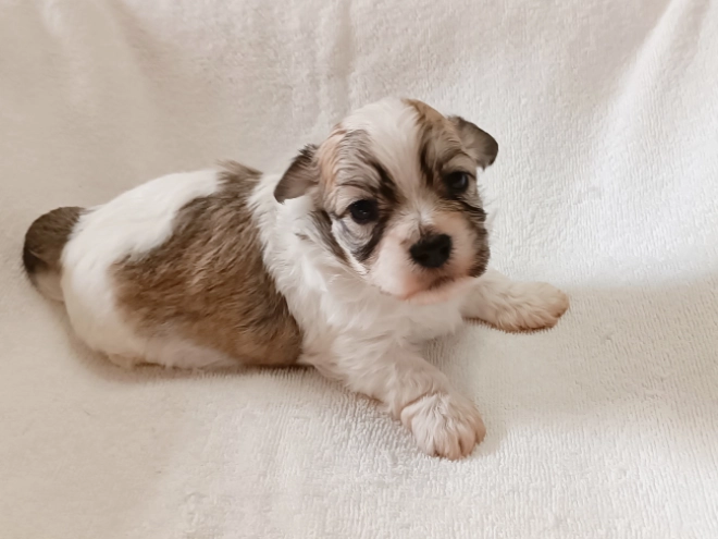 Havanese puppy for sale