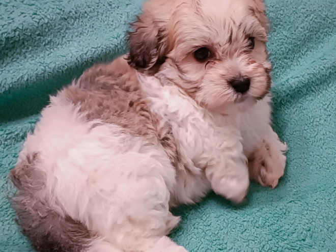 Havanese puppy for sale