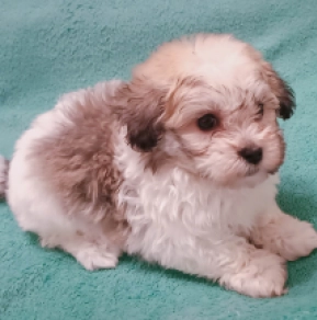 Havanese puppy for sale
