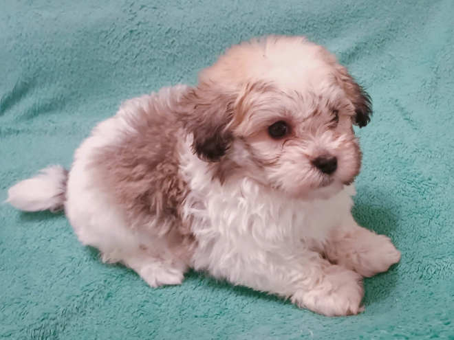 Havanese puppy for sale