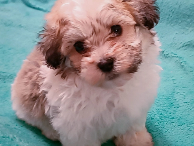 Havanese puppy for sale