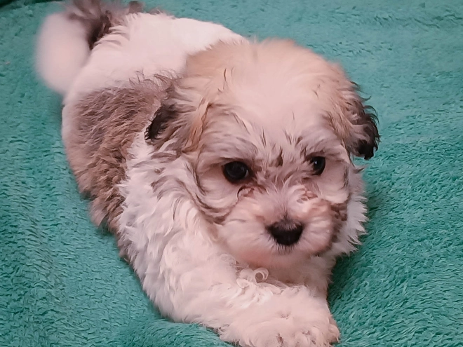 Havanese puppy for sale
