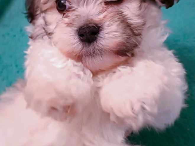 Havanese puppy for sale