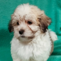 Havanese puppy for sale