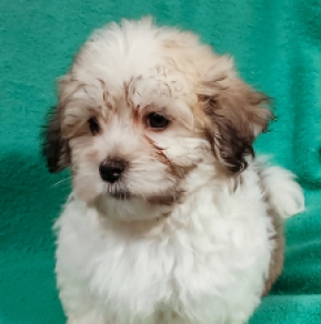 Havanese puppy for sale