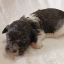 Havanese puppy for sale