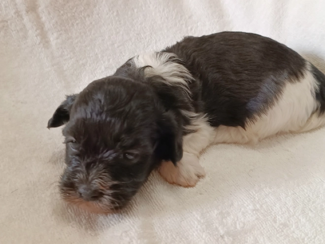 Havanese puppy for sale