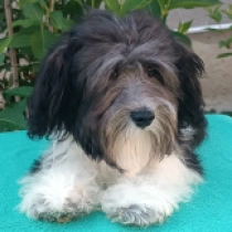 Pirate, black and white Havanese for sale