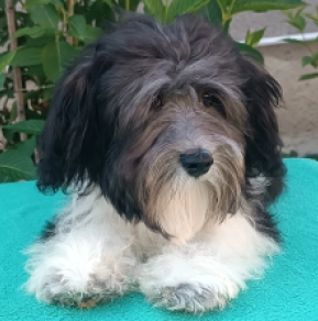 Havanese puppy for sale