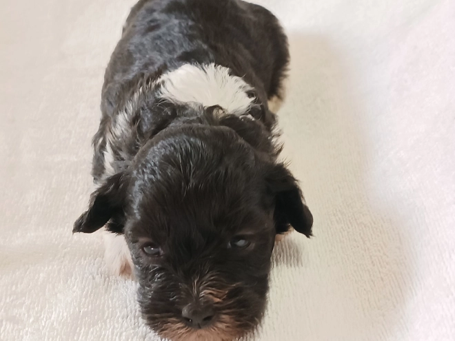 Havanese puppy for sale