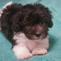 Havanese puppy for sale