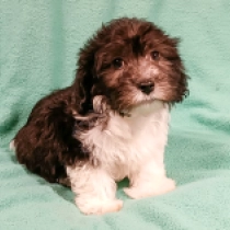 Havanese puppy for sale