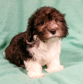Havanese puppy for sale