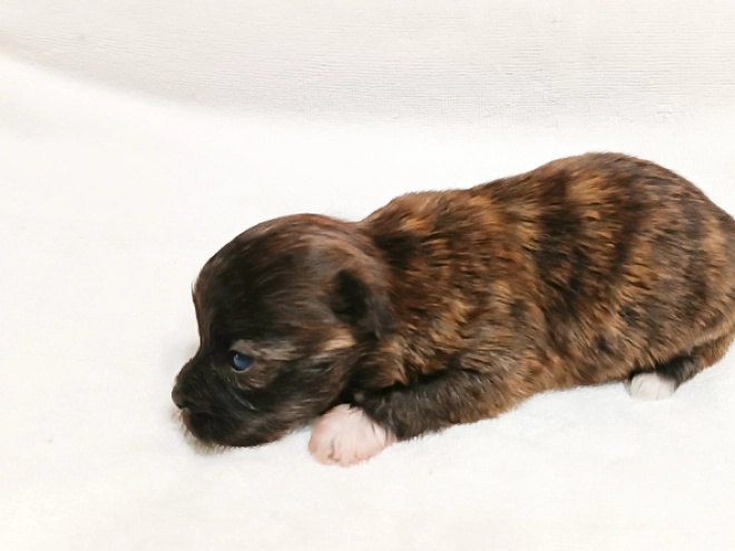 Havanese puppy for sale