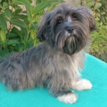 Habana, sable Havanese for sale