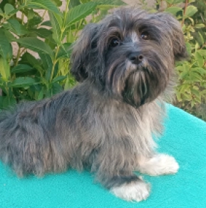 Havanese puppy for sale