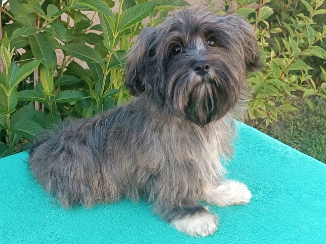 Havanese puppy for sale