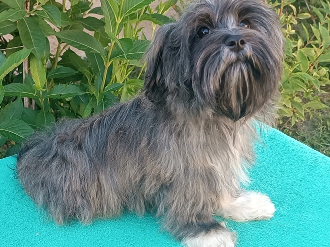 Havanese puppy for sale