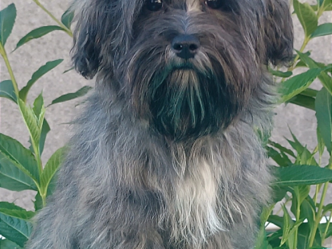 Havanese puppy for sale