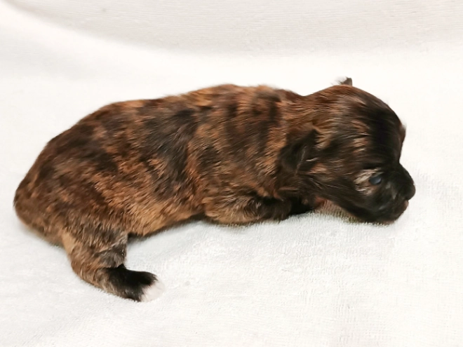 Havanese puppy for sale