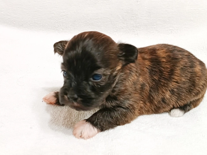 Havanese puppy for sale