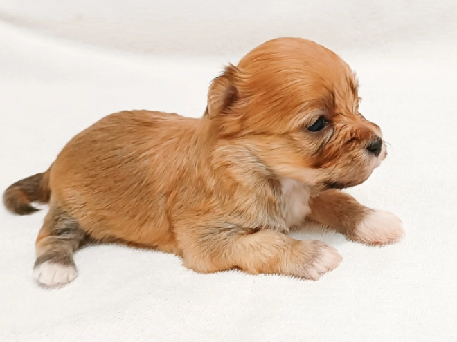 Perros Bichón Habanero en venta