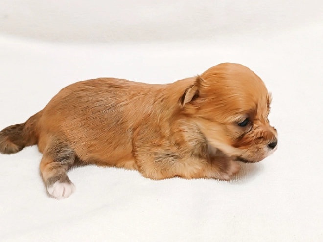 Perros Bichón Habanero en venta
