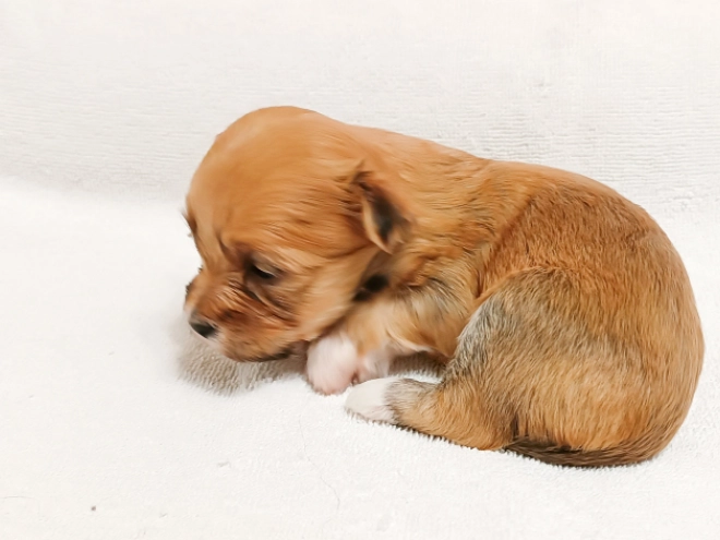 Perros Bichón Habanero en venta
