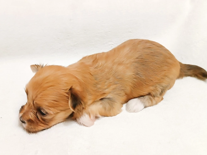 Perros Bichón Habanero en venta