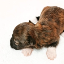 Havanese puppy for sale