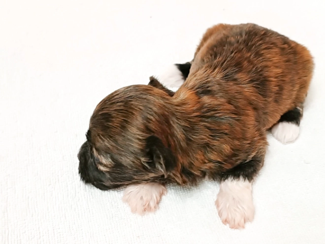 Havanese puppy for sale