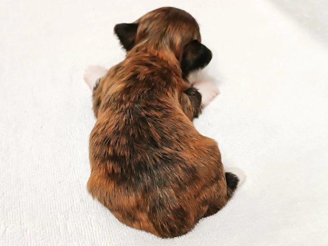 Havanese puppy for sale