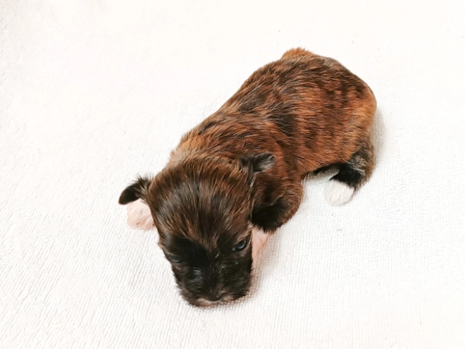 Havanese puppy for sale