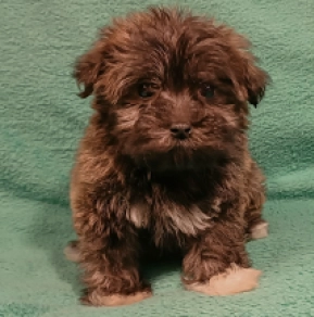 Havanese puppy for sale