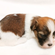 Havanese puppy for sale