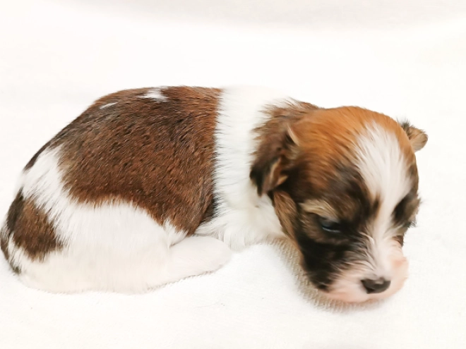 Havanese puppy for sale