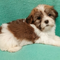 Havanese puppy for sale