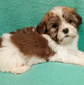 Havanese puppy for sale