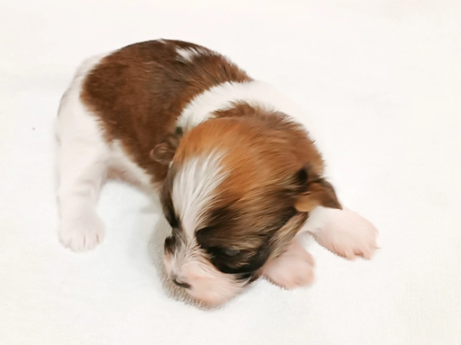 Havanese puppy for sale