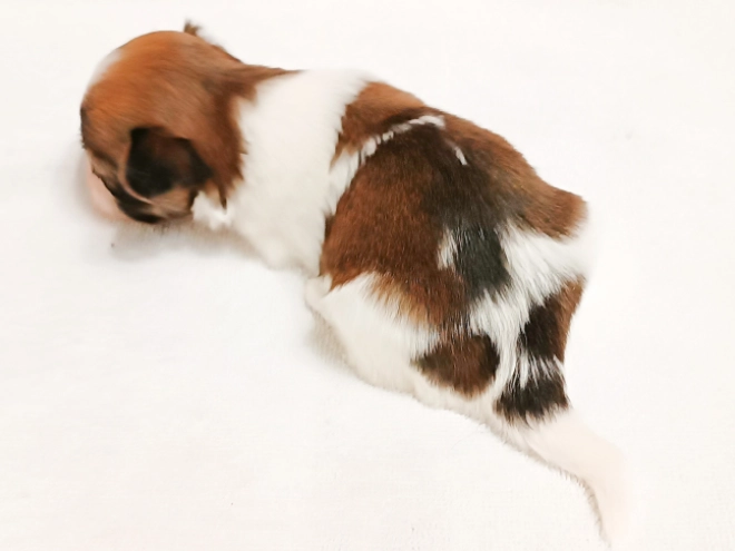 Havanese puppy for sale